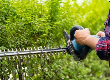 Gardener holding electric hedge trimmer to cut the treetop in garden.